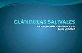 Glándulas salivales. Embriología, anatomía y fisiología de glándulas salivales. Neoplasia de parótida. Sialoadenitis