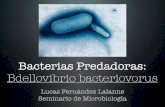 Bacterias Predadoras. Bdellovibrio bacteriovorus