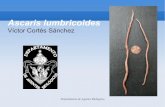 4.  Ascaris lumbricoides