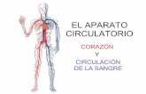 conferencia del aparato circulatorio