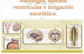 Cleysimar Peralta Meninges, sistema ventricular e irrigación encefálica