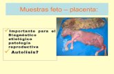 Muestras feto – placenta necropsia