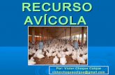 Tema 11. recursos avícolas 2013