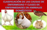 Enfermedades en animales domésticos (clases y causas)
