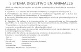 Sistema digestivo en animales