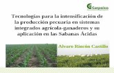 Tecnologías para la intensificación de la producción pecuaria en sistemas integrados agrícola-ganaderos y su aplicación en las Sabanas Ácidas