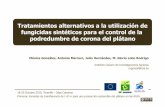 Alternativas fungicidas sintéticos podredumbre de corona biomusa 2010