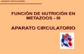 T 13-nutrición metazoos-circulatorio