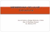 Membrana celular i  estructura