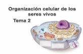 Tema 2  organización celular de los seres vivos