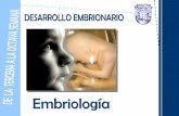 Embriologia  tercera a la octava semana