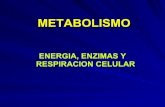 Clase 07 metabolismo
