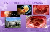 La reproducció humana 14