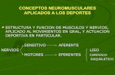 6 conceptos neuromusculares