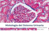 Histología del sistema urinario