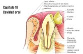 Histología - Cavidad Oral