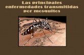 Las principales enfermedades transmitidas por mosquitos
