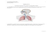 Guia 2 -  "Generalidades del Aparato Respiratorio"