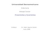 Clase 3 Procariontes Y Eucariontes