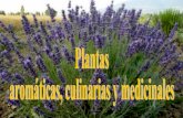 Plantas aromáticas, culinarias y medicinales