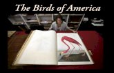 Aves de América- Audubon