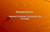 Metabolismo Y Energia