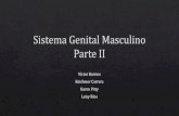 Sistema Genital Masculino Parte II