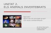 Animals invertebrats   classificació