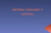 Embriología del Sistema Urogenital