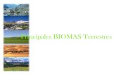 Principales Biomas Terrestres...