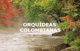 Orquideas Colombianas