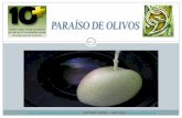 10+ ParaíSo De Olivos