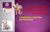 Condicion corporal en cerdos