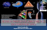 Bases Moleculares de la Quimioterapia