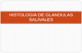 Histologia de glandulas salivales