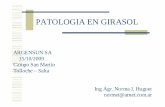 Argensun - Patología en girasol