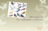Webquest   los animales aereos