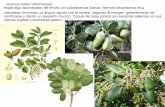 Reconocimiento fagaceae genero quercus