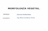 Morfología vegetal