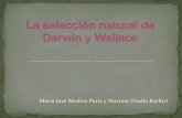 La seleccion natural de darwin y wallace porwerpoint