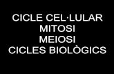 Mitosi, Meiosi, Cicles Biologics I Cel·Lular