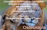 Osteologia medicina veterinaria.