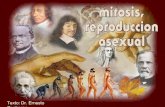 Creacionismo - Mitosis reproduccion asexual, por Dr Ernesto Contreras