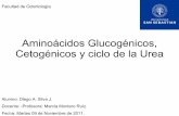 Aminoácidos glucogénicos, cetogénicos y ciclo de la urea