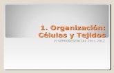 Organización en células y tejidos
