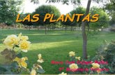PLANTAS Y NATURALEZA