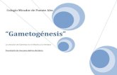 Clase gametogenesis