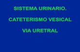 Cateterismo vesical vía uretral