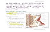 XI par craneal,  ramos posteriores de nervios cervicales, plexo cervical,  cuello posterior  topografía, planos musculares, acción e inervación muscular