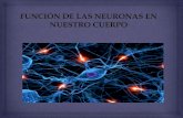 Función de las neuronas en nuestro cuerpo (1)